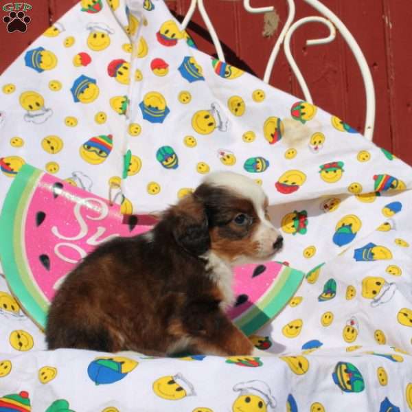 Fisher, Mini Bernedoodle Puppy